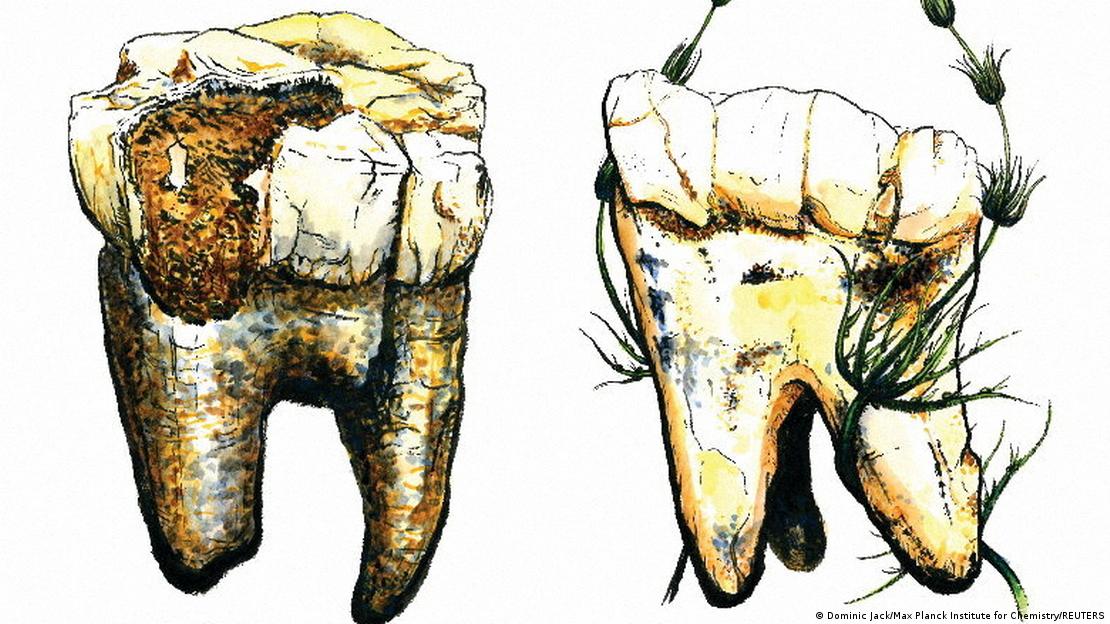 Ilustración de dos de los siete molares de "Australopithecus", desenterrados en Sudáfrica, de los que se tomaron muestras en una nueva investigación que explora la dieta de este importante ancestro humano antiguo. 