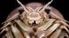 El nuevo "Bathynomus vaderi", que puede alcanzar los 30 centímetros de largo, fue comparado con el icónico villano de "Star Wars" por su peculiar forma. El nuevo "Bathynomus vaderi", que puede alcanzar los 30 centímetros de largo, fue comparado con el icónico villano de "Star Wars" por su peculiar forma.