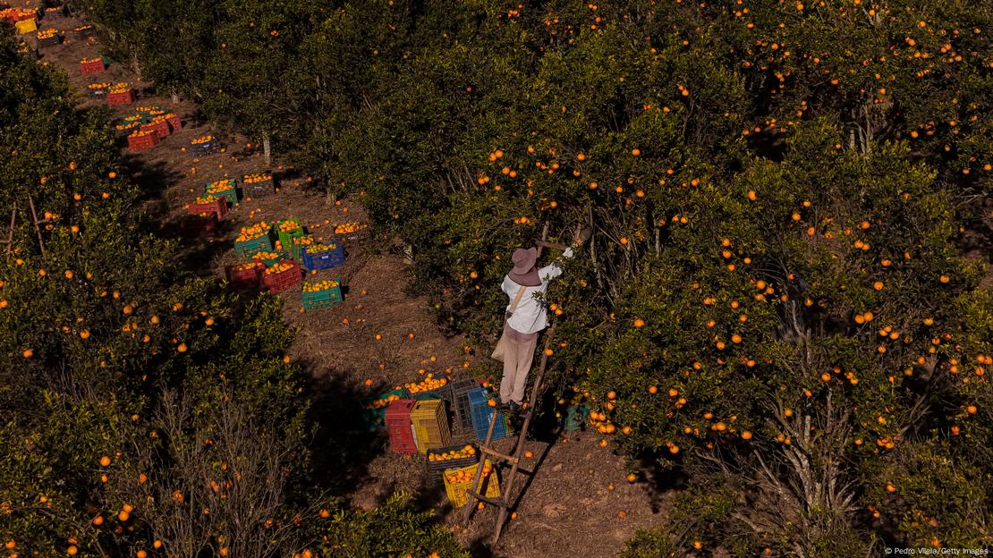 Pessoa trepada em escada colhe tangerinas em Piedade dos Gerais, MG