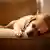 ¿Por qué algunos dueños de perros no se atreven a hablar de sus dificultades? Un
estudio húngaro destapa la realidad oculta tras la relación humano-perro.