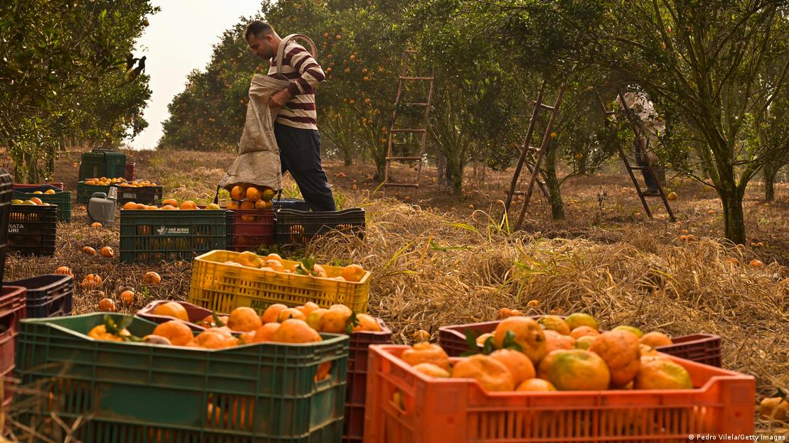 Homem esvazia saca com laranjas em caixas de plástico em meio a plantação de laranja