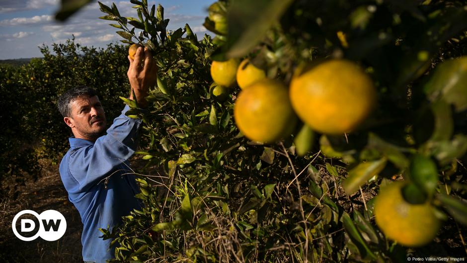 Como calor e pragas ameaçam império das laranjas brasileiras