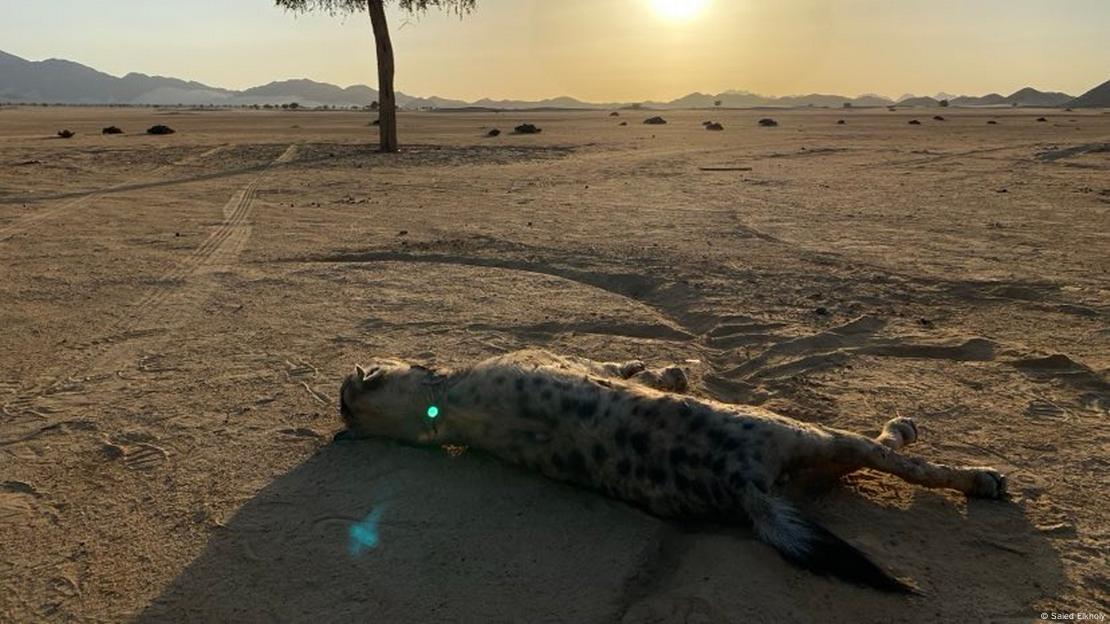 La hiena manchada recorrió 500 kilómetros desde Sudán hasta el Área Protegida de Elba en Egipto, donde fue fotografiada tras su muerte en febrero de 2024. La hiena manchada recorrió 500 kilómetros desde Sudán hasta el Área Protegida de Elba en Egipto, donde fue fotografiada tras su muerte en febrero de 2024.
