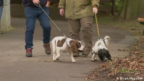 Spaniels sind neugierige Hunde, die sich gut zur Unterstützung in der Lebenshilfe eignen.