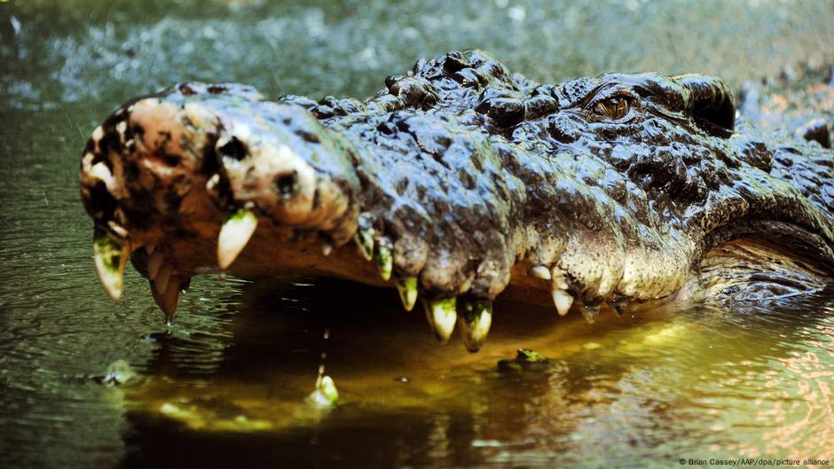 Crocodile wrestling influencer flouts wildlife rules DW 09/12/2025