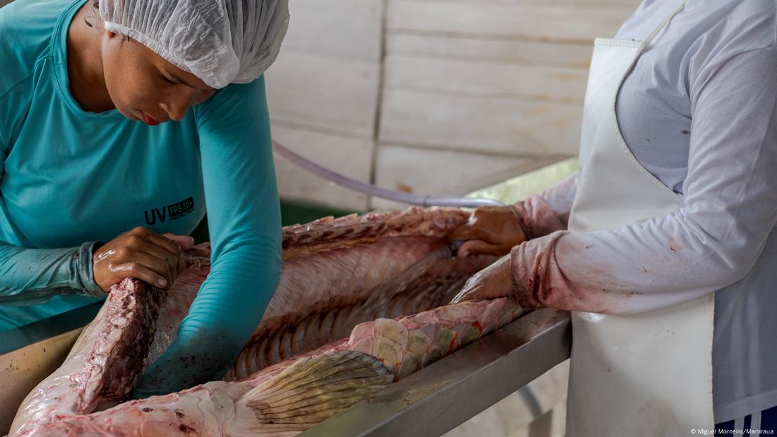 Mulher coloca mão dentro de um pirarucu, através de um corte transversal no peixe