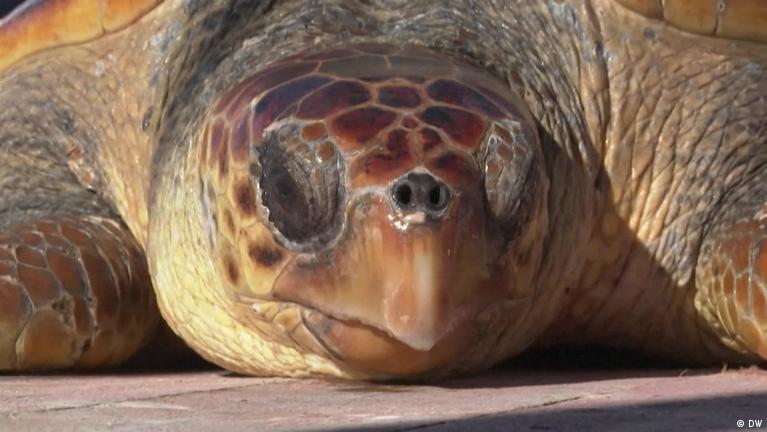 Depression Turtle Memes