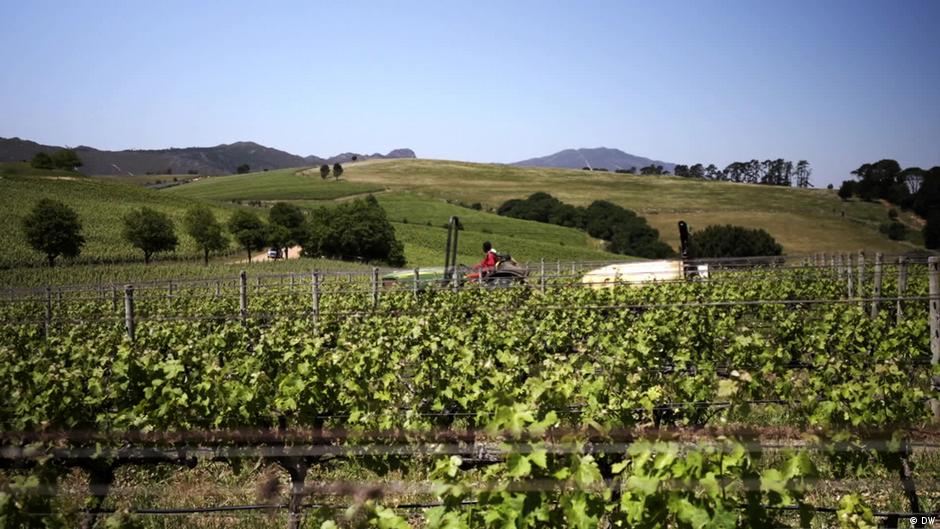 South Africa: Winegrowers adapt in face of climate change – DW – 02/19/2025