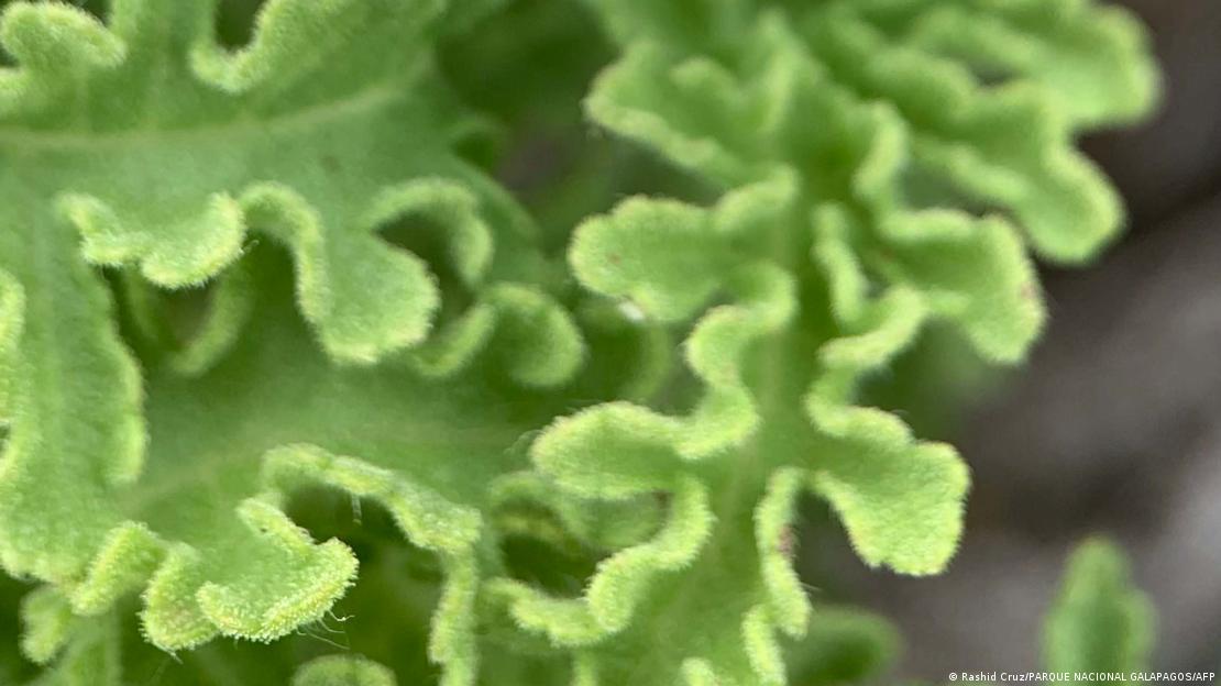 Solo 21 especímenes habían sido registrados en las Galápagos. Solo 21 especímenes habían sido registrados en las Galápagos.