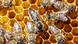 Panal con abejas. Panal con abejas.
