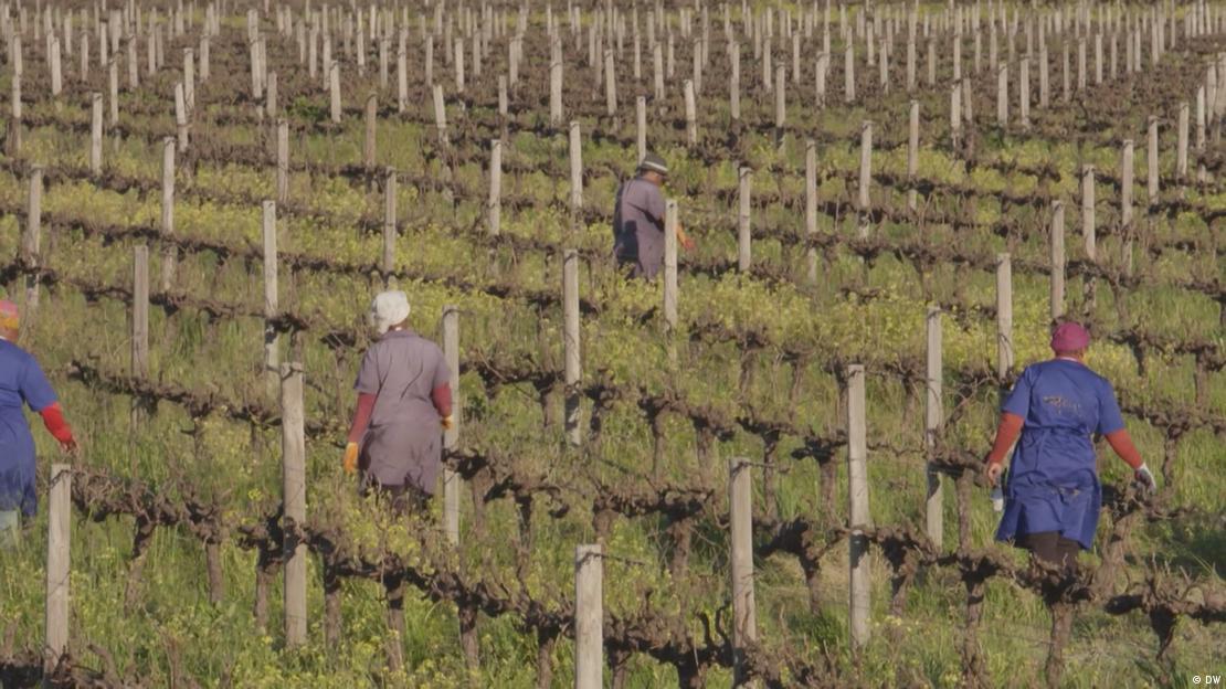 Vier schwarze Landarbeiterinnen arbeiten auf dem Feld einer südafrikanischen Farm