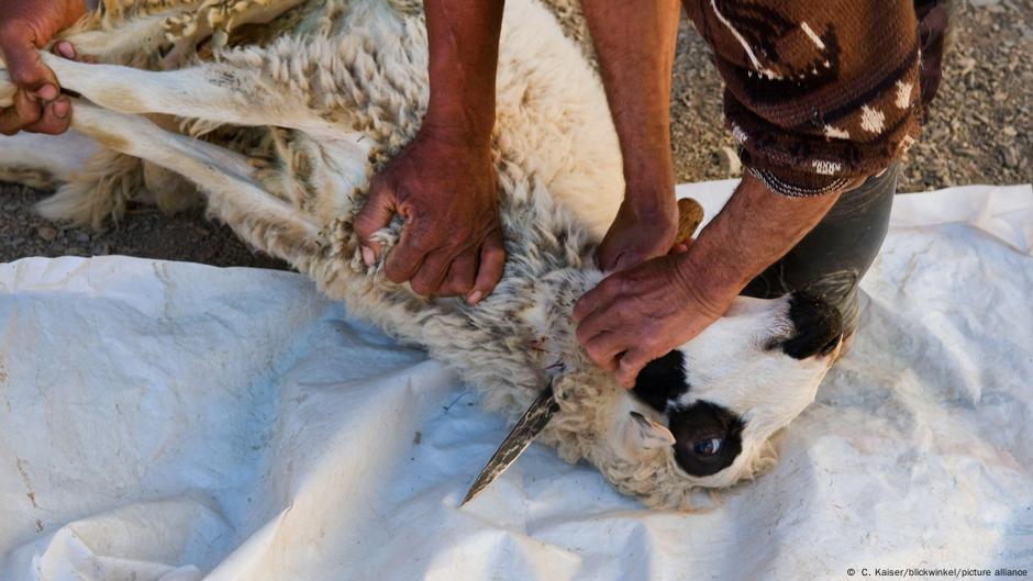 مع اقتراب العيد.. المغاربة منقسمون بين المصلحة العامة وشعيرة الذبح
