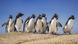 Falkland Adalarında kayalıklar üzerinde penguenler Falkland Adalarında kayalıklar üzerinde penguenler