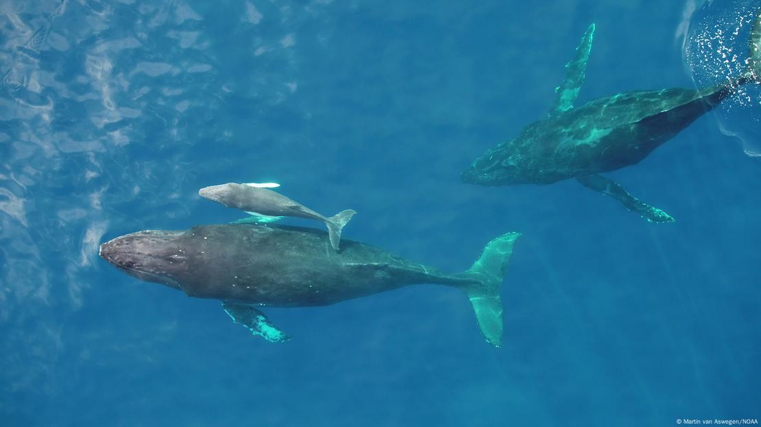 Las ballenas jorobadas transportaron miles de toneladas de nutrientes durante su migración anual, convirtiendo las aguas tropicales en ecosistemas más ricos.