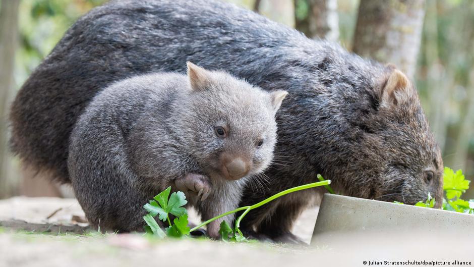 Wombat-Grabscherin: Empörung in Australien über Influencerin