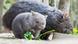 Deutschland Hannover 2021 | Wombat-Nachwuchs Cooper mit Muttertier im Außengehege des Zoos Hannover (23.04.2021) Deutschland Hannover 2021 | Wombat-Nachwuchs Cooper mit Muttertier im Außengehege des Zoos Hannover (23.04.2021)