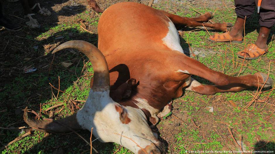 በደቡብ ኢትዮጵያ ክልል ሦስት ወረዳዎች የእንስሳት ወረርሽኝ ተቀሰቀሰ በደቡብ ኢትዮጵያ ክልል ሦስት ወረዳዎች የእንስሳት ወረርሽኝ ተቀሰቀሰ