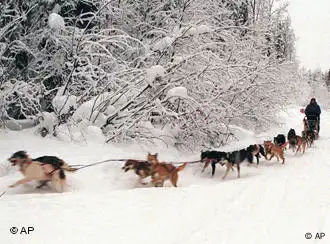 Schlittenhunde in Alaska