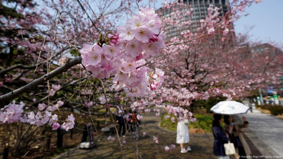 Bild des Tages: Kirschblüte in Japan