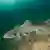 En la foto, un tiburón Sabueso estrellado ("Mustelus asterias"), pariente cercano del tiburón rig de Nueva Zelanda ("Mustelus lenticulatus") que protagonizó el histórico descubrimiento sobre producción de sonidos.