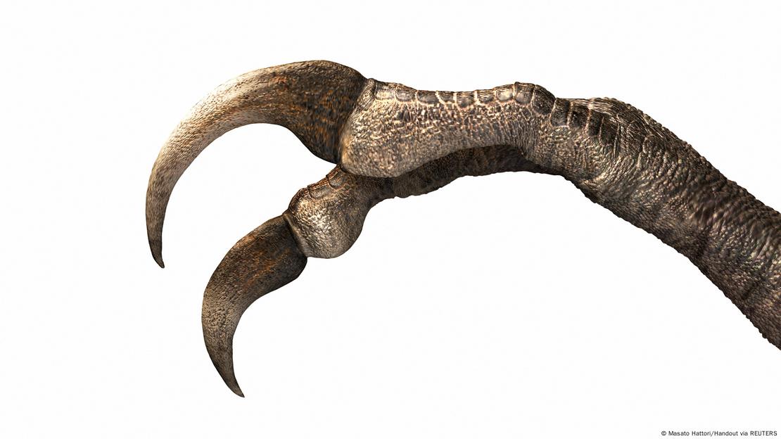 La reducción de dedos en el "Duonychus tsogtbaatari" representó una adaptación evolutiva que posiblemente permitió a este dinosaurio vegetariano alimentarse de manera más eficiente. La reducción de dedos en el "Duonychus tsogtbaatari" representó una adaptación evolutiva que posiblemente permitió a este dinosaurio vegetariano alimentarse de manera más eficiente.
