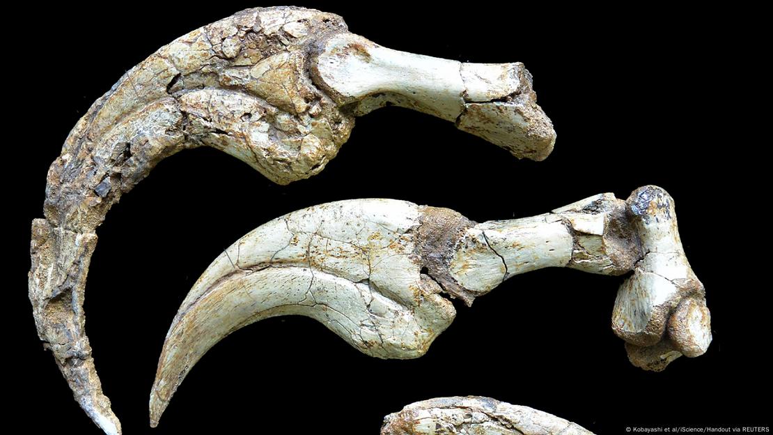Las garras de 30 centímetros del Duonychus, conservadas con su vaina de queratina, sorprendieron a los paleontólogos por su tamaño y estado de preservación. Las garras de 30 centímetros del Duonychus, conservadas con su vaina de queratina, sorprendieron a los paleontólogos por su tamaño y estado de preservación.