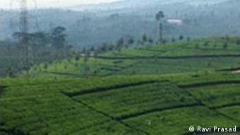 Sri Lanka Tea And Forests In Balance Germany News And In Depth Reporting From Berlin And Beyond Dw 03 02 2003