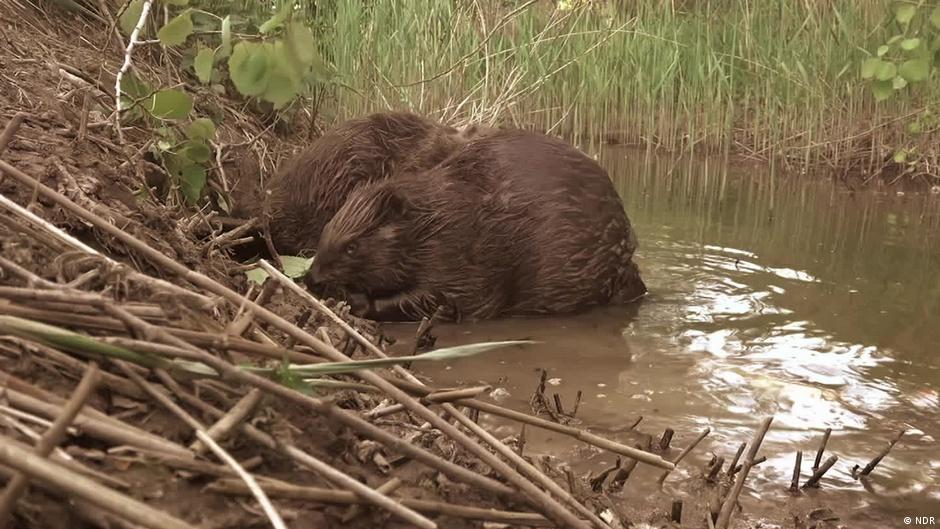 Beavers help rewild Czech nature park before authorities can – DW – 04/14/2025