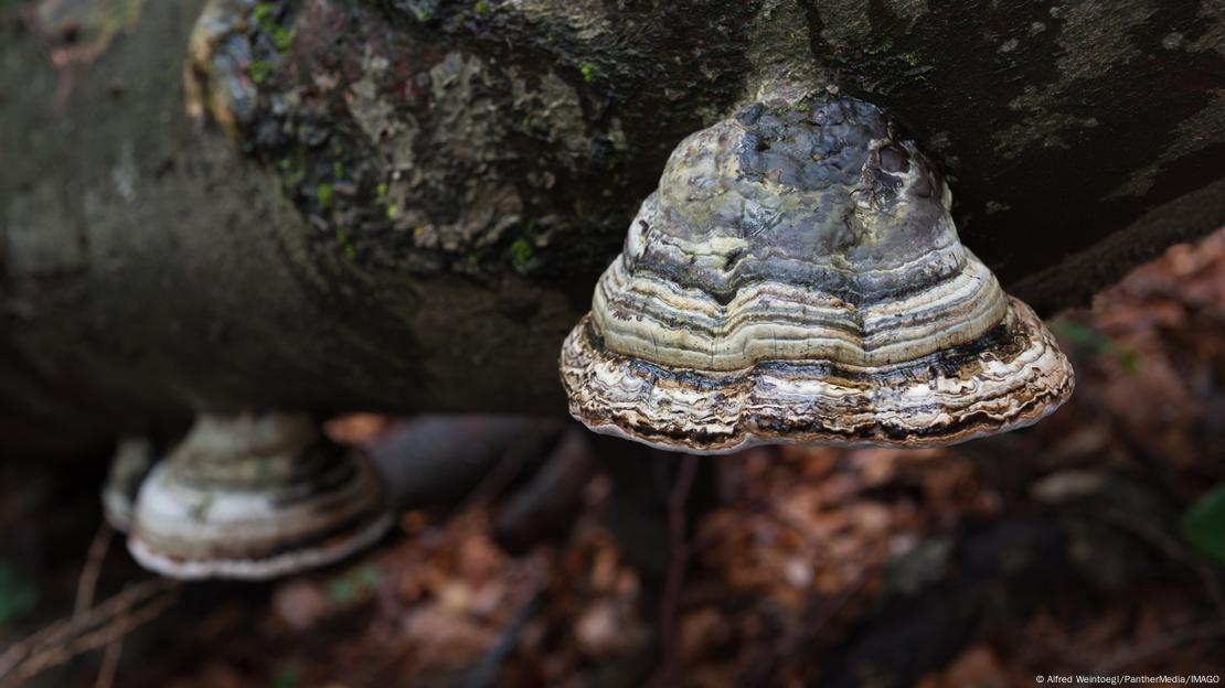 Cogumelo em tronco de árvore Cogumelo em tronco de árvore
