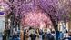 People stand beneath vibrant cherry blossoms on a busy street