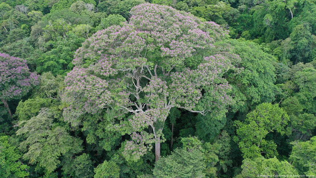 También conocido como eboe, choibá, haba tonka o almendro, el "Dipteryx oleifera" es originario de Honduras, Nicaragua, Costa Rica, Panamá, Colombia y Ecuador.