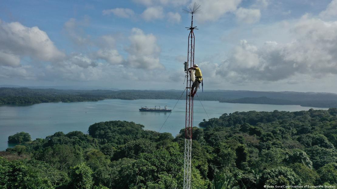 El técnico César Gutiérrez escala una torre de detección de rayos en una selva tropical de Panamá. Tras localizar el impacto, el equipo lo monitorea con drones y trabajo de campo.