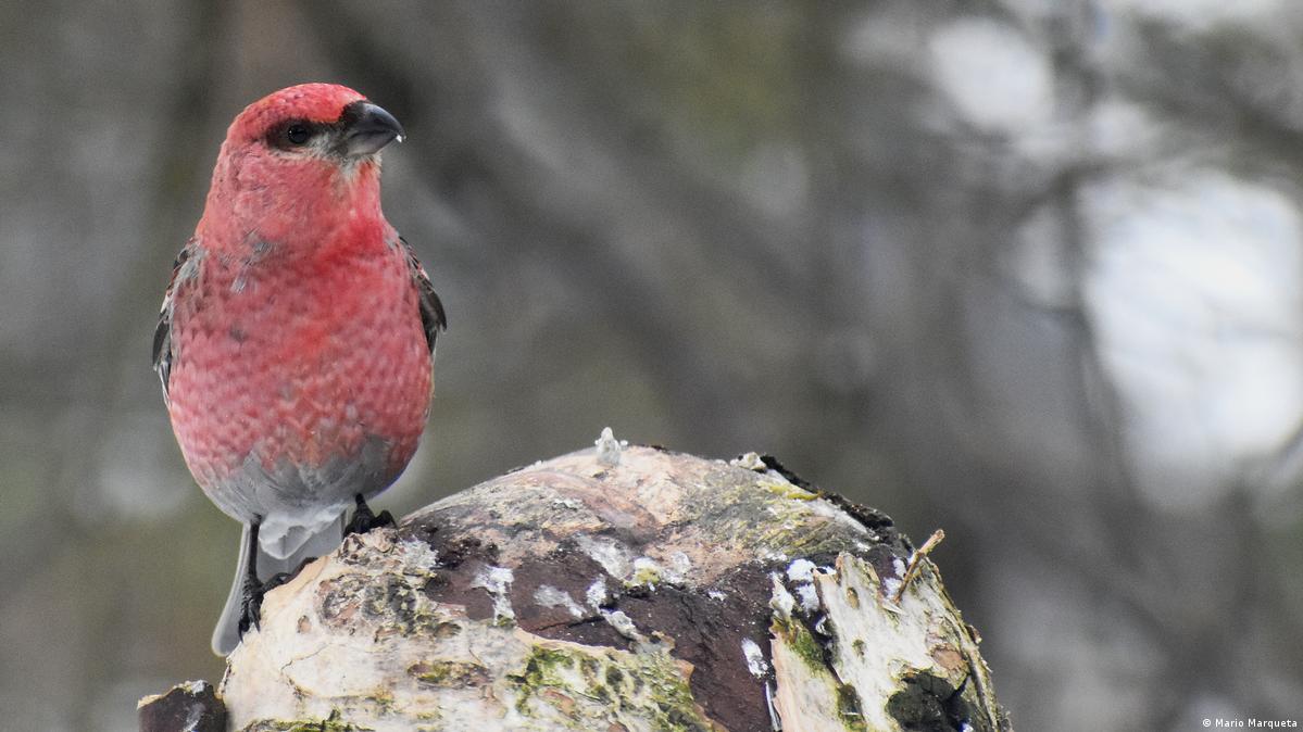 Hallan en España fósiles de un ave boreal desaparecida – DW – 11/04/2025