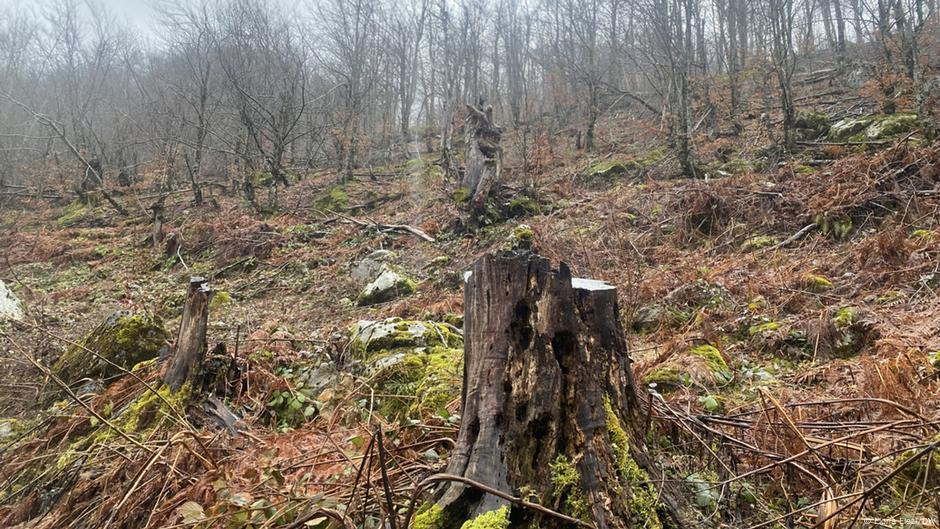 Albanske šume - ugrožene zbog previše eksploatacije