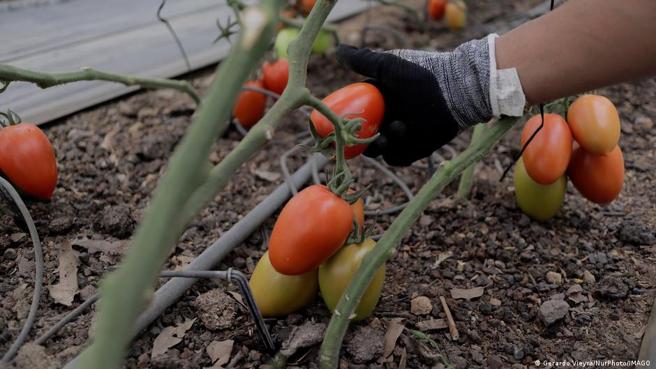 EE.UU. impone arancel del 17% a tomates de México – DW – 15/07/2025
