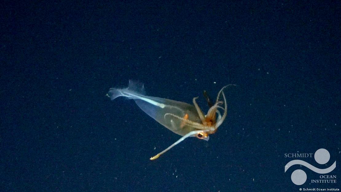 Calamar glaciar, Galiteuthis glacialis