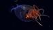 Imagen del calamar Mesonychoteuthis hamiltoni Imagen del calamar Mesonychoteuthis hamiltoni