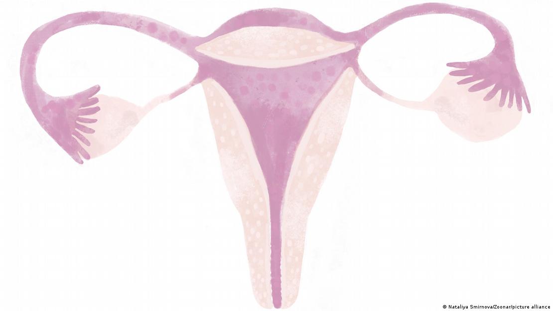 Schema de l'appareil génital féminin (illustration)