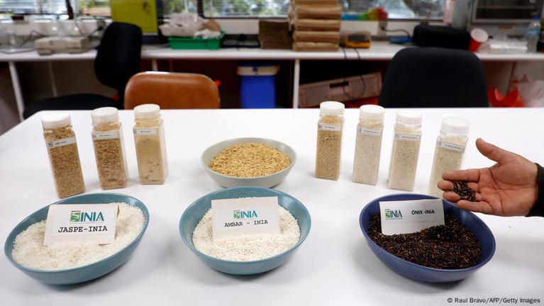 Arroz híbrido de Chile vence a sequías y ahorra agua – DW – 02/05/2025