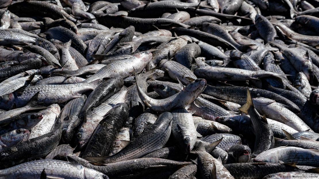 pesca da tainha em Santa Catarina