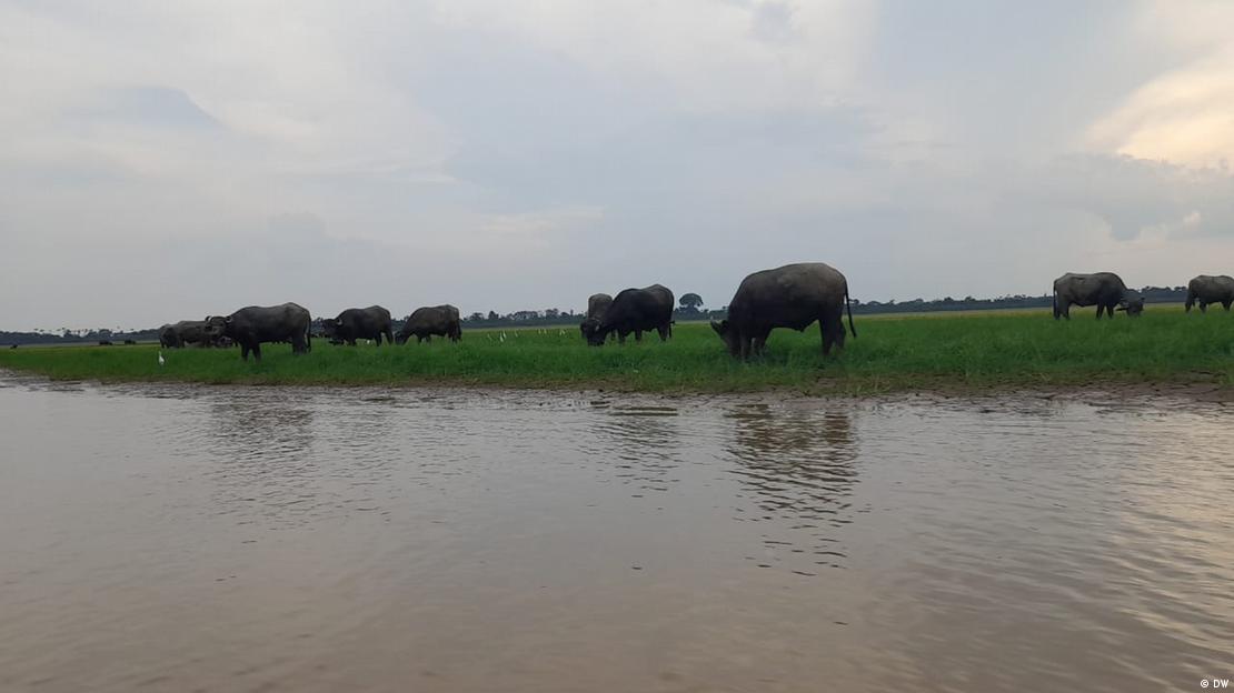 Búfalos pastam nos arredores do município de Autazes