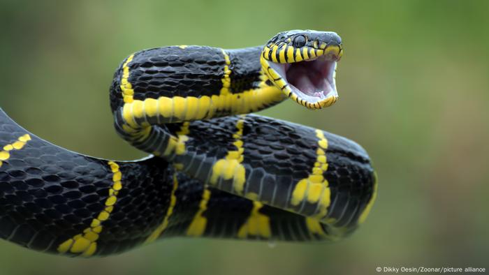 Embora existam cerca de 600 espécies de cobras venenosas no mundo todo, os antídotos existentes geralmente funcionam apenas contra uma espécie específica