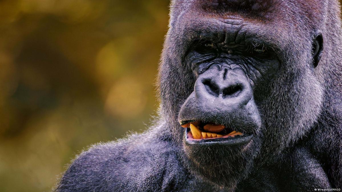 Estudio contradice idea de macho alfa dominador en primates – DW – 08/07/2025