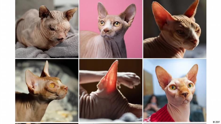 Instagramの動物 – 苦しんでいても好きですか？ -DW -05/07/2025