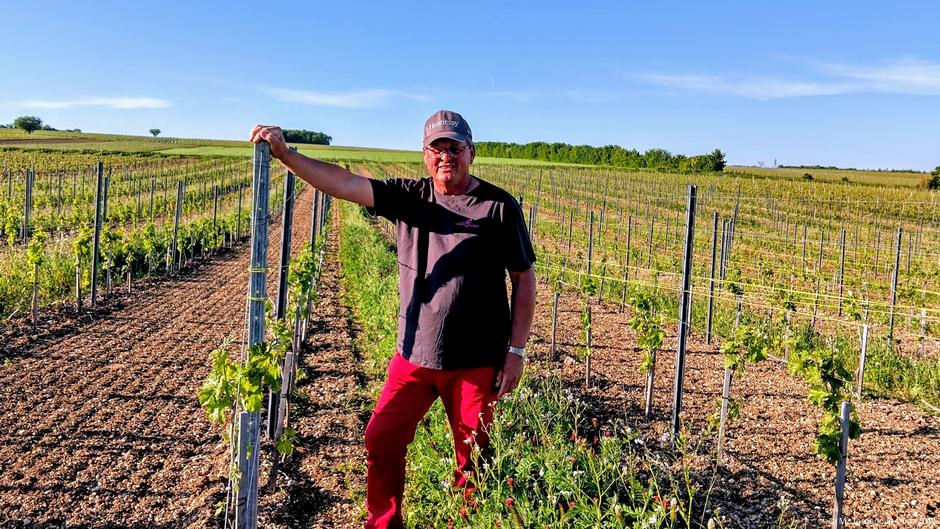 Cveće u vinogradu u Francuskoj