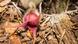 Flor de jengibre silvestre. Flor de jengibre silvestre.