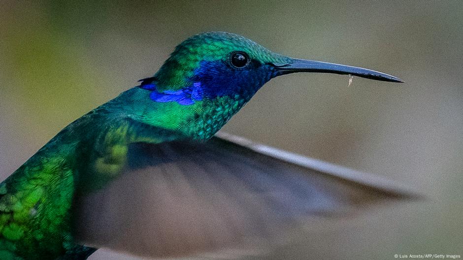 Bild des Tages: Ornithologen-Feiertag?
