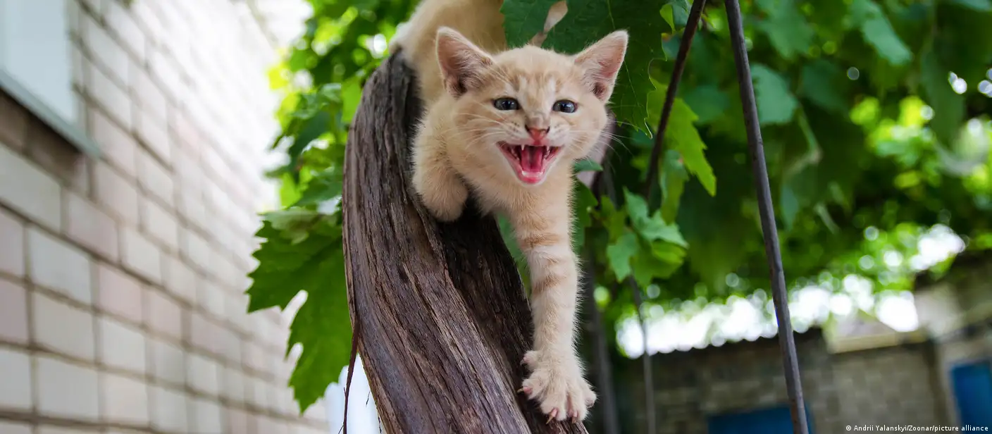 UE lanza reglamento contra venta ilegal de perros y gatos – DW – 23/06/2025