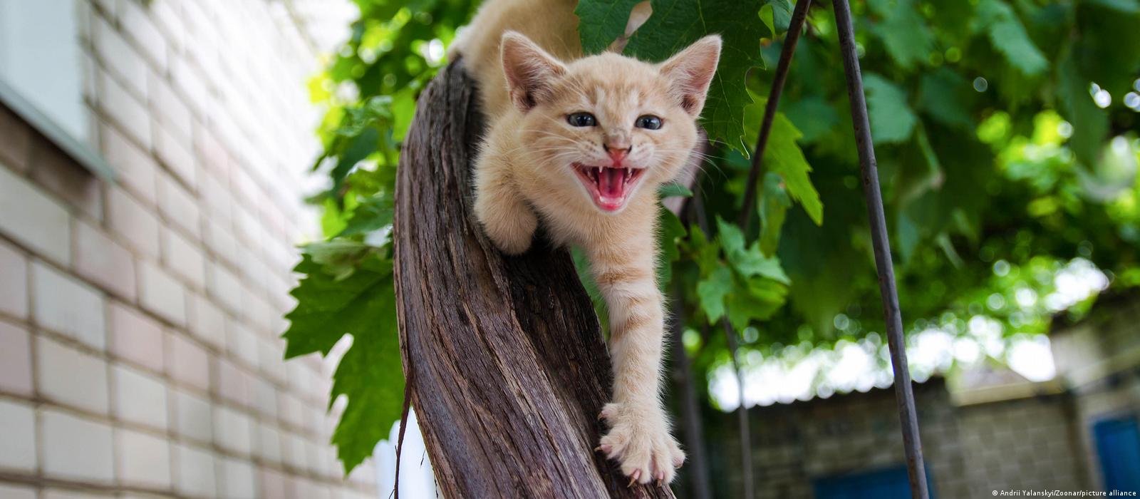 UE lanza reglamento contra venta ilegal de perros y gatos – DW – 23/06/2025