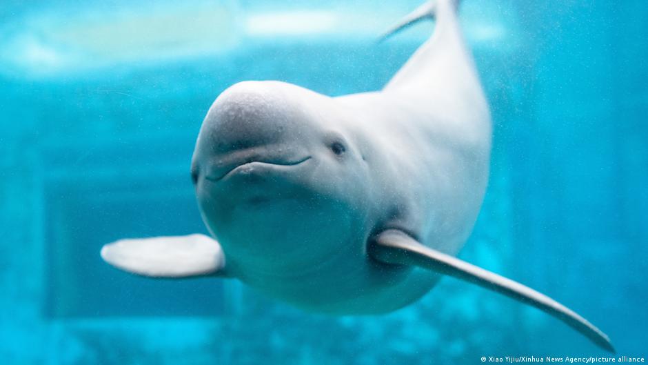 كيف تنقذ قصائد الشعر الصيني القديم خنزير البحر من الانقراض؟